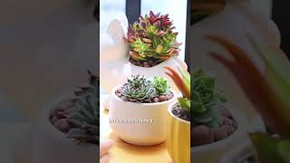 How to safely change your succulent colors 🌵 #succulents #planttips #plantparent #shorts