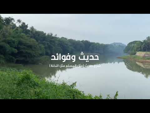 حديث وفوائد 23 شرح حديث مثل المسلم مثل النخلة