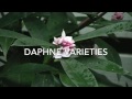 Daphne Varieties for the Garden