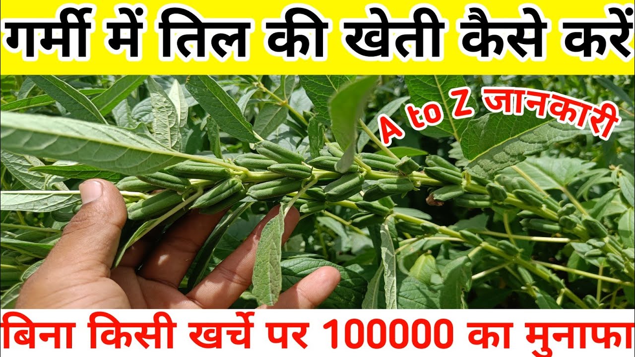 गर्मी में तिल की खेती कैसे करे || तिल की खेती की जानकारी || Sesame Farming || Til ki kheti kese kre 