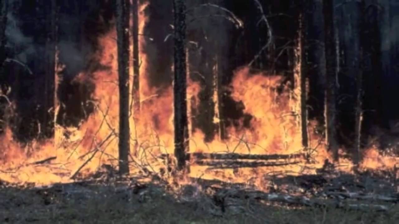 Forest fires 2. Forest fires 2. Forest fires 2. поврежденные леса от пожаров. дым в лесу.