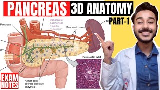 Pancreas Anatomy 3D | neck and head of pancreas anatomy | anatomy of pancreas relations