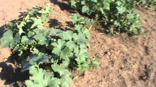 Pumpkin Patch 2012- 6th Update
