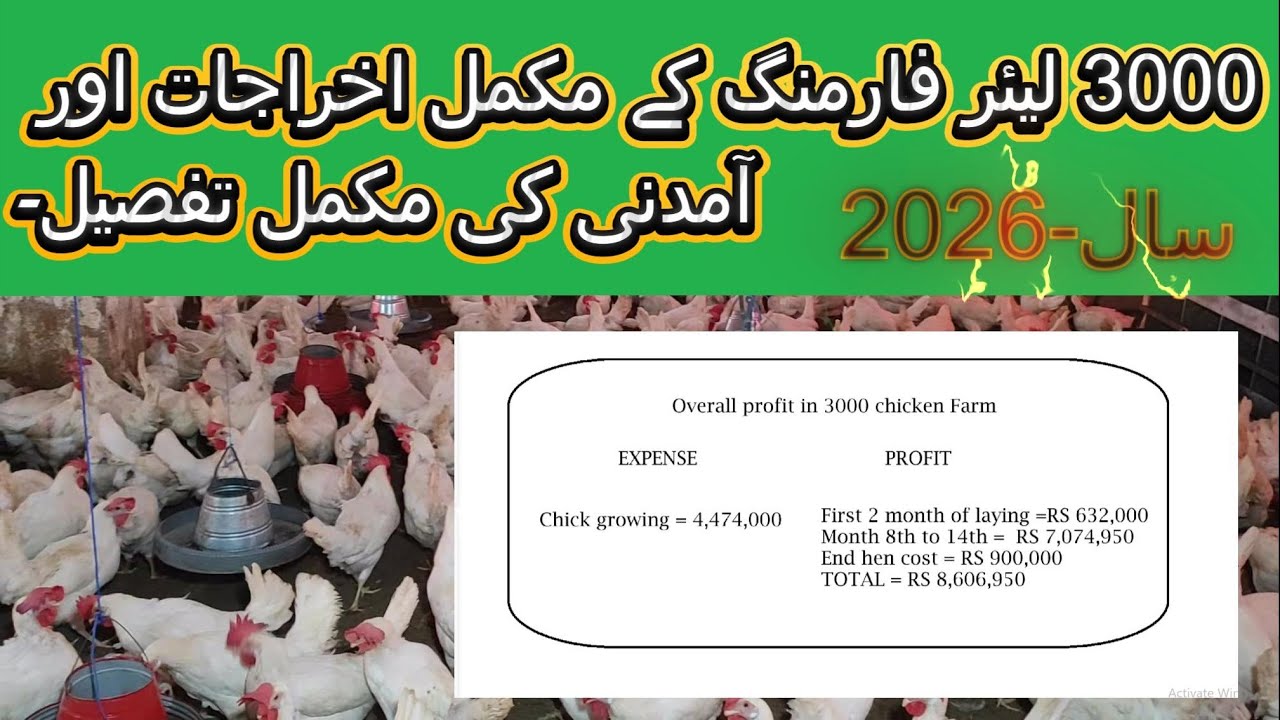3000 Layer Farming Full Expenses and Income Details | Complete Poultry Business Guide 2025