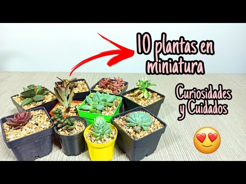 Video: Mujer gorda - propagación por esquejes: consejos útiles. Crassula (árbol del dinero): cuidados en el hogar