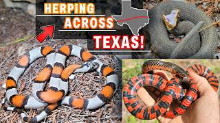 Encontrando serpientes increíbles en Texas | Alterna espectacular, culebra de agua "lifer" y much...