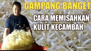 cara memisahkan kulit kecambah dengan mudah#kecambah