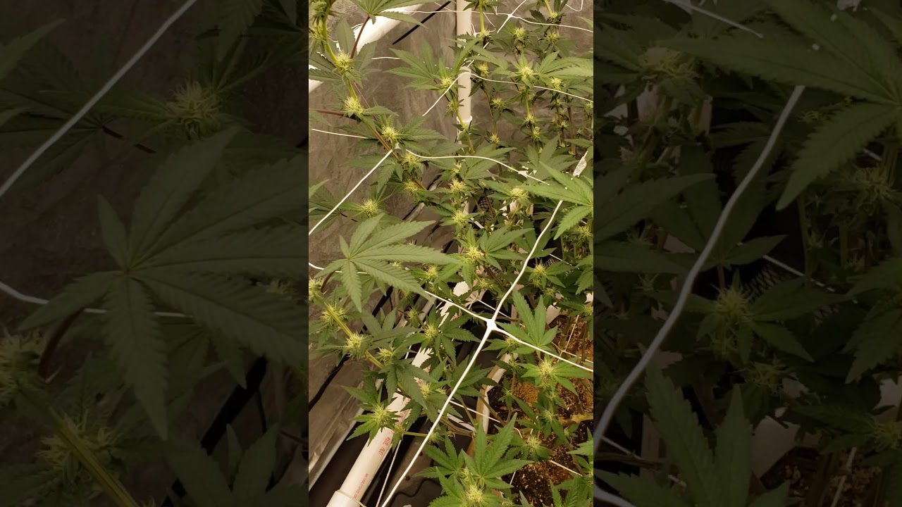 Growing with LUXX 645 LED PRO