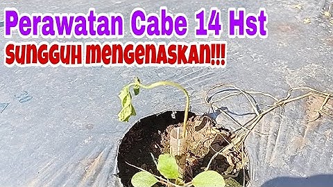 Cabe Rawit Ori 212 14 HST