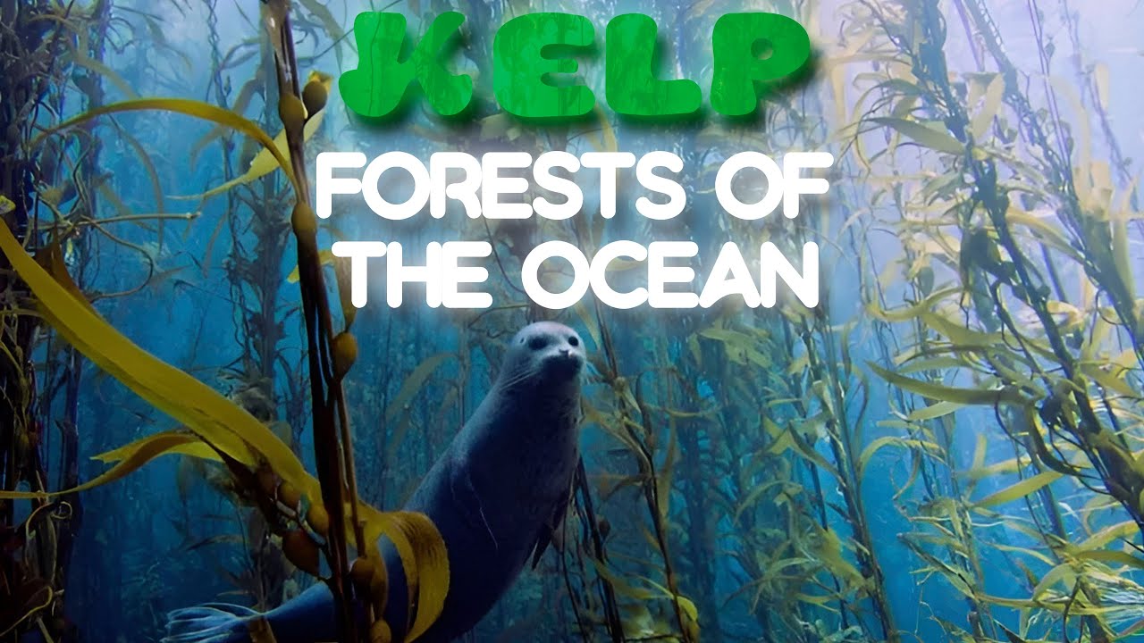 Kelp: Forests Of The Oceans | Beneath The Blue