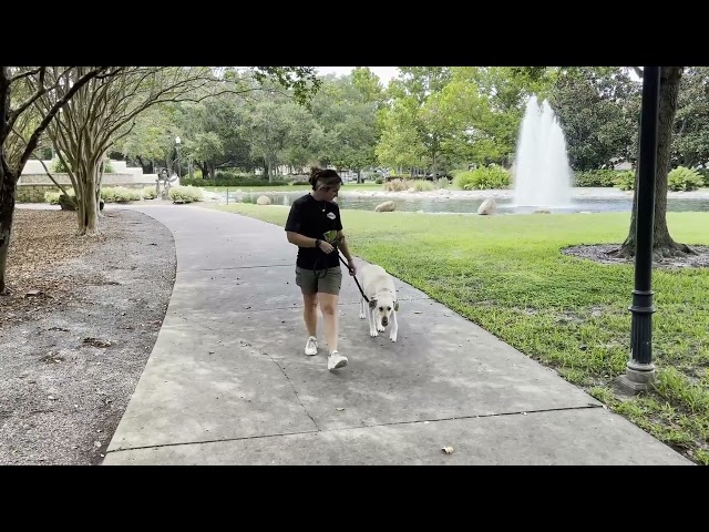 Largo FL Dog Training with Suburban K9!