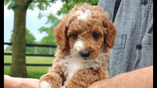 Mini Goldendoodle Puppies for Sale