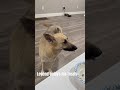 Legend relaxing and enjoying his 🦴 #legendfamily2525#germanshepherd m#puppy@legendfamily25