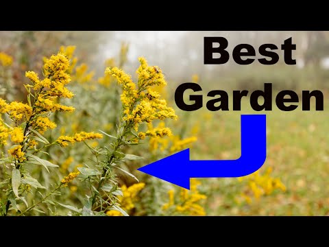 Video: Trồng Goldenrod Trong Vườn - Cây Goldenrod Tốt Cho Việc Gì?