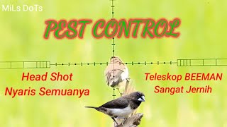 Hunting Sparrows screenshot 5