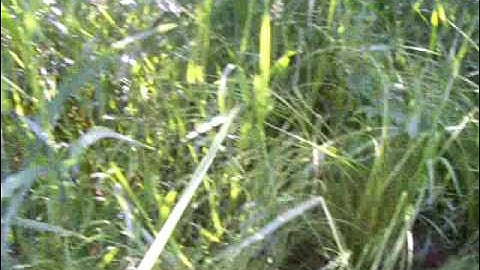 Nancy Today: Cutting branches for the twig bench ASMR