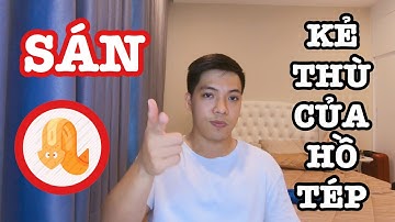 TẠI SAO HỒ TÉP LẠI CÓ SÁN VÀ CÁCH DIỆT SÁN TẬN GỐC?