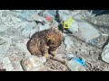 Eating trash to survive the tiny puppy wailed in longing for his mom in hunger