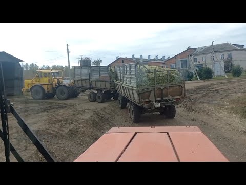 Видео: Уборка кукурузы 2022.ООО Агрофирма Манчажская