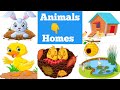 Animals and their homes | Animals home for kids | Animals and their homes for kids | Animals Home