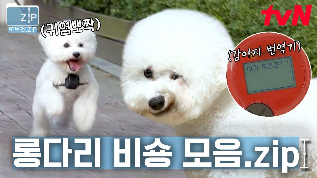 (90분) 다리도 길고 귀티도 좔좔 흐르는 딘딘네 강아지 디디🐶이건 초특급 귀여움이야ㅠㅠ 딘딘네 롱다리 비숑 디디 90분 모음! | 대화가필요한개냥