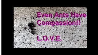 Ant Helping Hurt Friend! :( Go Vegan Muthfuka! Even Ants Have Compassion