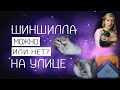 Шиншилла гуляет на улице - можно или нет??? (Факторы, влияющие на решение)