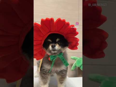 <strong>내가선물이야</strong> ❤️ #강아지 #포메라니안