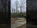 #tree #treecutting