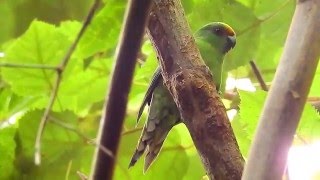 Orange-fronted Parakeet on Blumine Island, 25-03-2016.