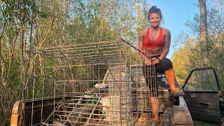 Setting Turtle Traps to Catch Snapping Turtles! Quarantine 2020