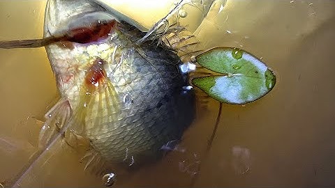 Giăn Lưới Mùa Nước Ngập Trúng Đám Ruộng Cá Trê Vàng