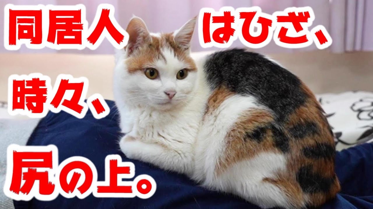 お尻の上で気持ちよさそうに眠っちゃう三毛猫ミレレがかわいい Youtube