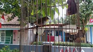 Download Lagu Pleci Buxto Roll Tembak MP3