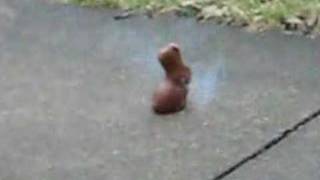 Easter Rabbit Explosion