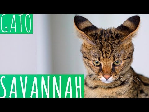 Video: Características De Los Gatos De Savannah