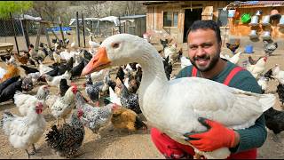 Erkek Kaz Hediye Geldi! 🎁🦢 | Cüce Minik Civcivler Çıktı 🐣 | Çatıda Gurk Tavuk Buldum | Çiftlik