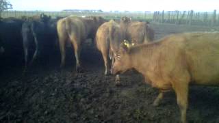 Vacas Prenadas P Mercadervid 20130717 00038