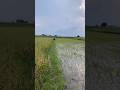 musim panen dan musim tanam bersamaan, masyaallah #viralvideo #shortvideo #nature #petanimilenial