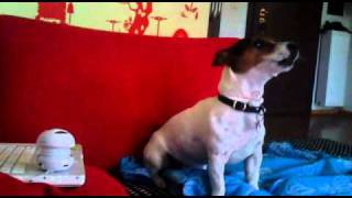 Jack Russel Marla sings Luis Armstrong!!!