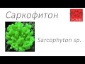 Саркофитон.  Sarcophyton sp.