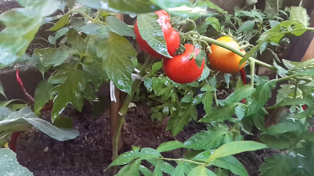 DURMUS OZDİLEK İSTANBULDAKI EVİNİN BAHCESI