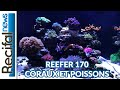 Vlog3 geoffrey  coraux et poissons du reefer 170 red sea