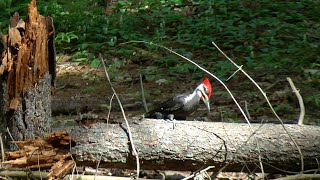 Male Pileated Woodpecker Destroying Dead Trees