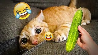🐕🐶 Funniest Cats and Dogs Videos 😆😸 Funny Animal Videos 2024 #16