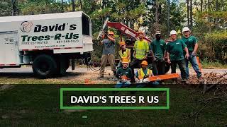 Tree Trimming Alvin, TX | David's Trees R Us