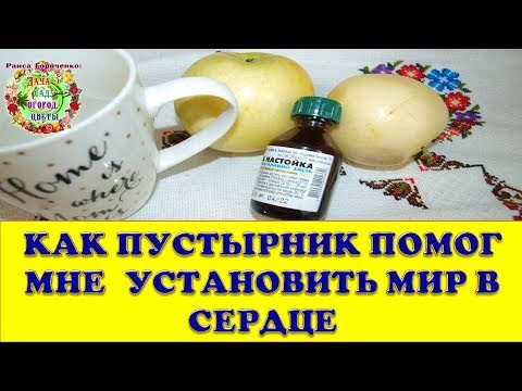 Как пустырник помог мне установить мир в Сердце