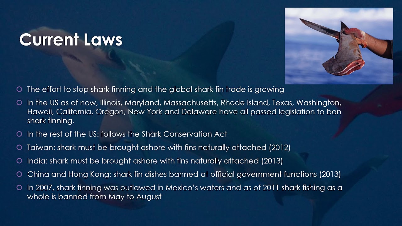 The Global Shark Fin Trade