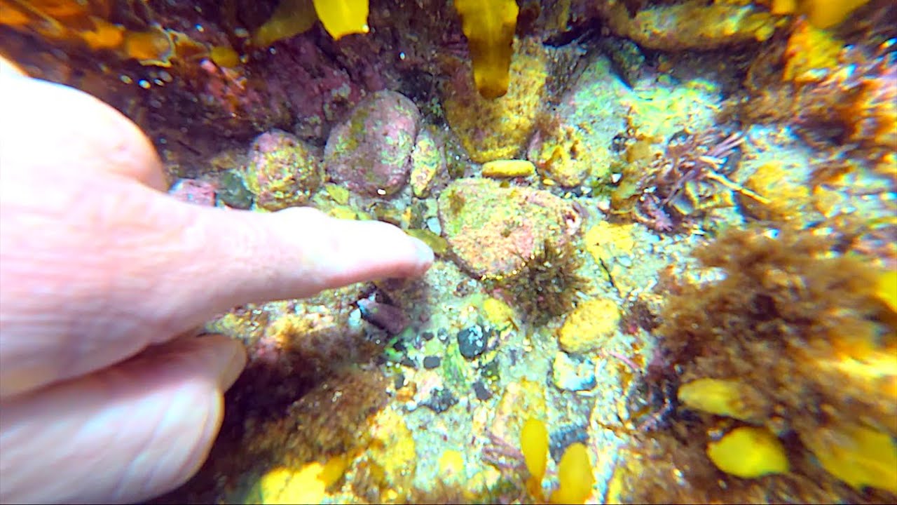 Находим золотые сокровища в 100 метрах от берега с помощью металлоискателя после ГРАДА!!