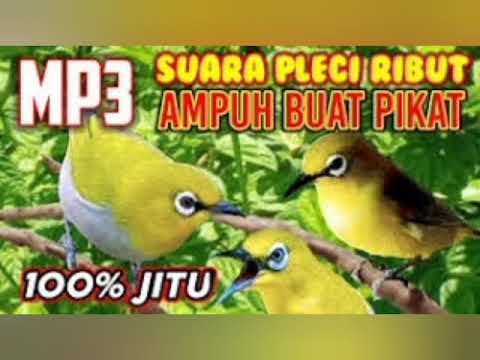 Suara pikat pleci ribut paling ampuh